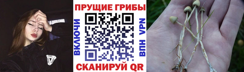 blacksprut ссылка где продают наркотики Высоковск Псилоцибиновые грибы Magic Shrooms